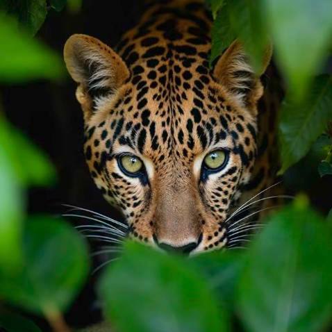 Bird placeholder artwork